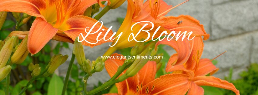 LHC Lily Bloom Thanks - Elegant Sentiments